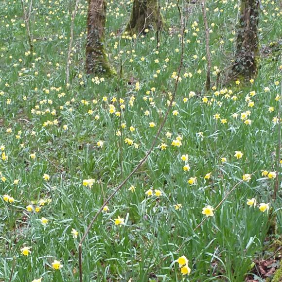 Bois des Rondey