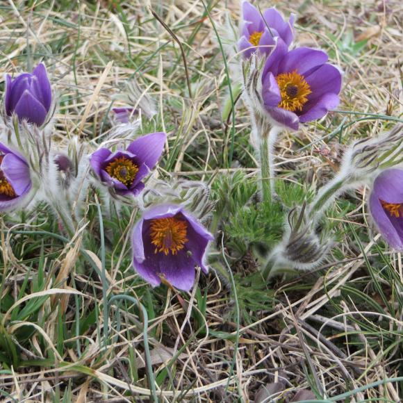 Anémones pulsatilles Westhalten