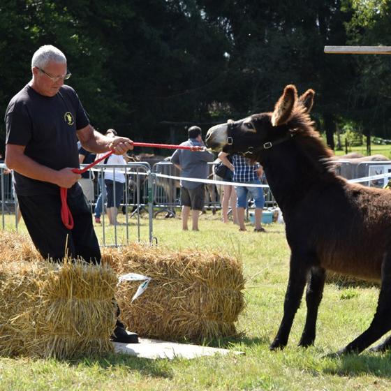 Fête de l'ane à Suarce