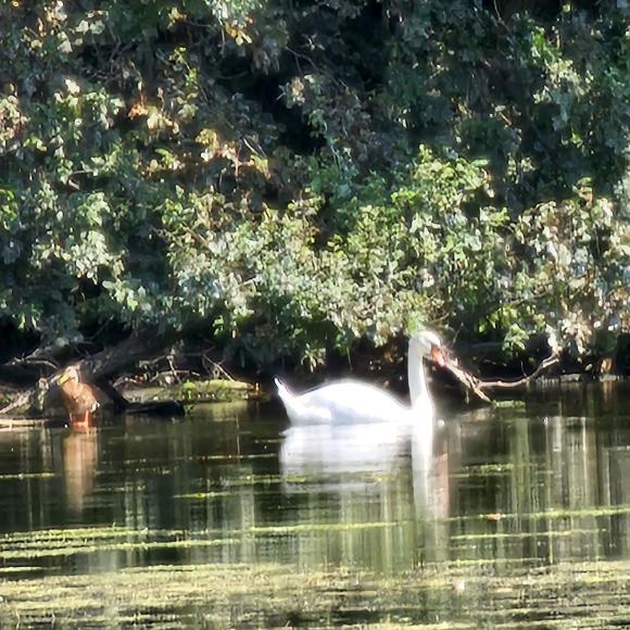 Petite Camargue Alsacienne