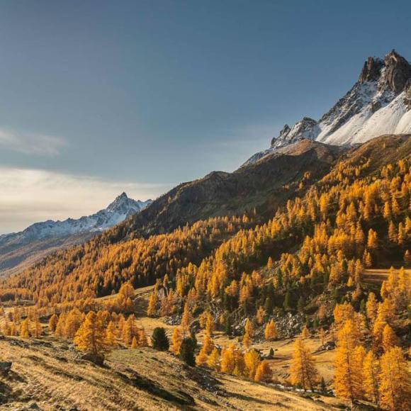 L'ocre des Mélèzes et le saupoudrage blanc