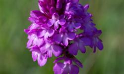 Orchidée Orchidée