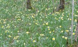 Bois des Rondey
