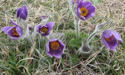 Anémones pulsatilles Westhalten