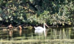 Petite Camargue Alsacienne
