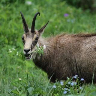 Chamois du Honeck