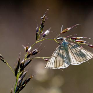 Papillon sur sa branche