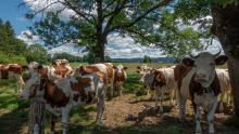 Les vaches sont curieuses.