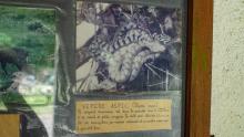 Descriptif de la faune sur un panneau d'affichage. C'était bien une vipère qu'on avait rencontré.