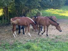 Les chevaux dans les pâtures