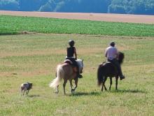 Notre dame de Bellefontaine: rencontre avec les chevaux