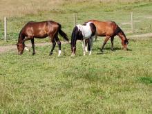 Quelques chevaux en pâture