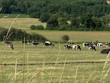 Troupeau au pré