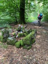 Quelques mystères dans les forêts