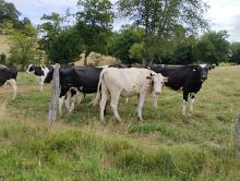 Dans les paturages avec les vaches