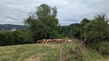 Dans les paturages avec les vaches, des montbéliardes