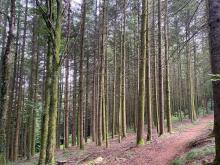 Sympa la forêt quand il pleut...