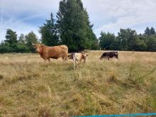 Mont BonnetLes vaches sont au pré