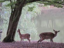 Petitmagny etang de la combe et ses daims
