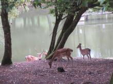 Petitmagny etang de la combe et ses daims