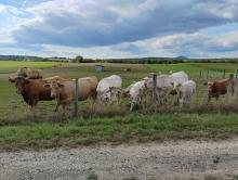 Plaine de Menocourt: les vaches et leurs veaux