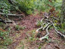 Un arbre vers le Plainet: Après