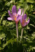 L'automne arrive: les collechiques