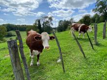 Dans la campagne Haute Saonaoise. 