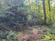 Un arbre vers le Plainet: Avant 